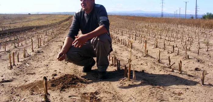 Nicolae Dobre spune că lubeniţele nu se mai pot cultiva din cauza lipsei sistemului de irigaţii. FOTO: Corina Macavei