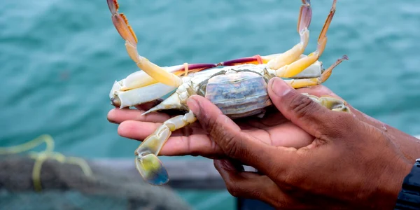 crab albastru Portunus pelagicus foto shutterstock