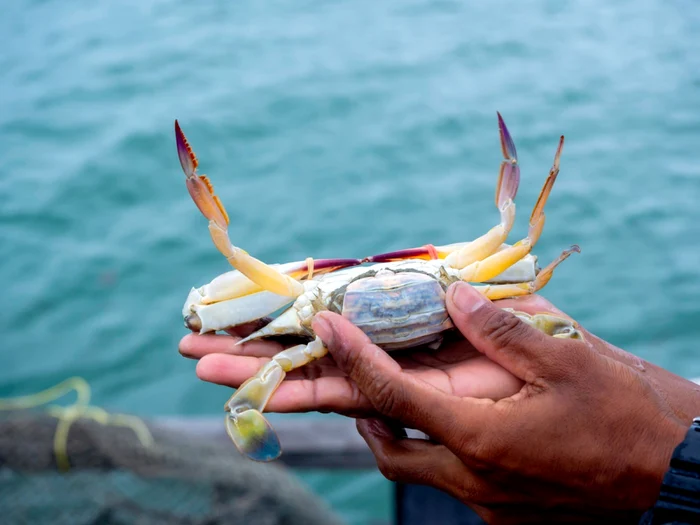 Femela de crab albastru depune aproximativ jumătate de milion de ouă pe an Foto shutterstock(Arhivă)