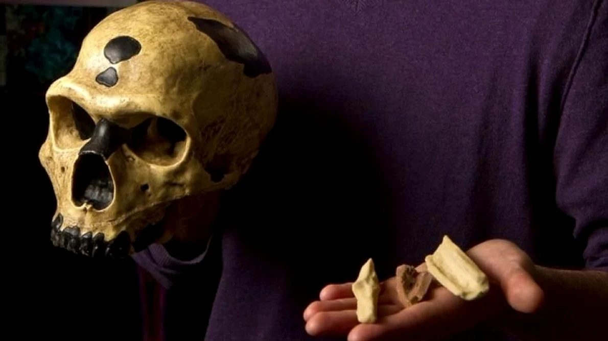 De ce au murit neanderthalienii? Pentru că aveau ochii prea mari! jpeg