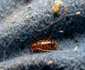 Ploșnița de pat, insecta de care scapi extrem de greu FOTO: Muzeul Grigore Antipa/FB