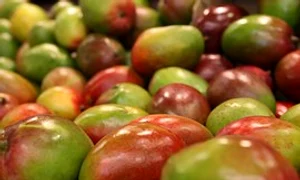 mango 1239347 180 jpeg