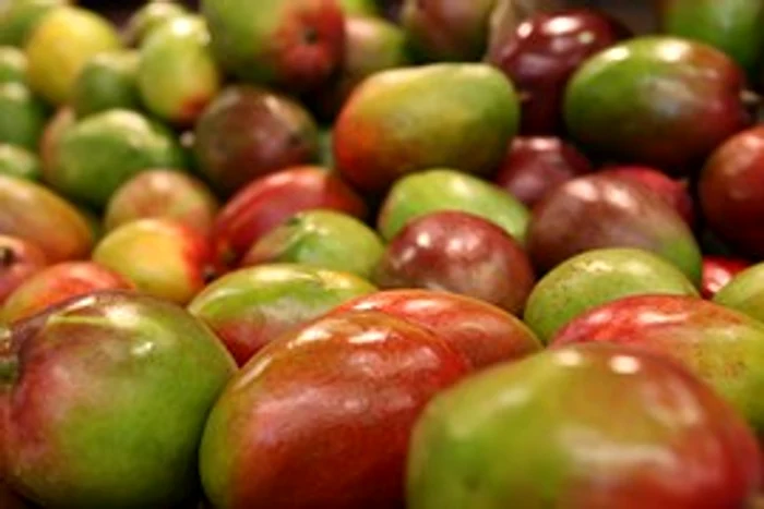 Mango. Foto: arhiva.