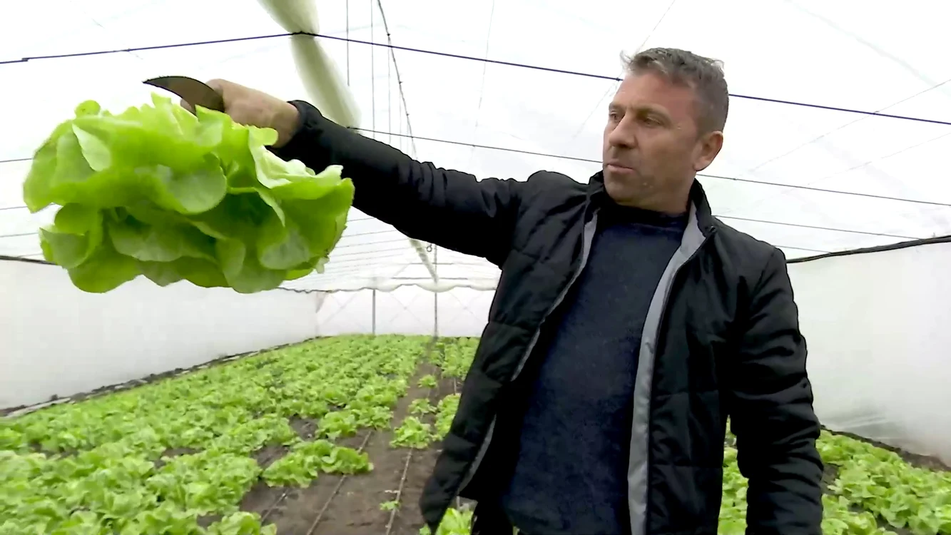 Salata proaspătă se vinde cu cel puțin doi lei bucata. SURSA I. Bunilă