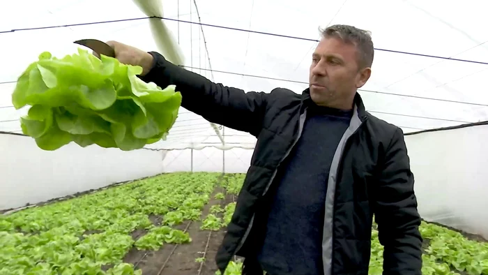 Salata proaspătă se vinde cu cel puțin doi lei bucata. SURSA I. Bunilă