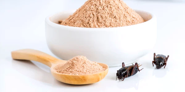 Faina de greieri FOTO Shutterstock jpg
