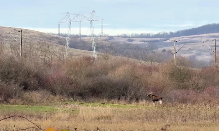 Animalul fimat în pădurile din Hunedoara FOTO: captura video