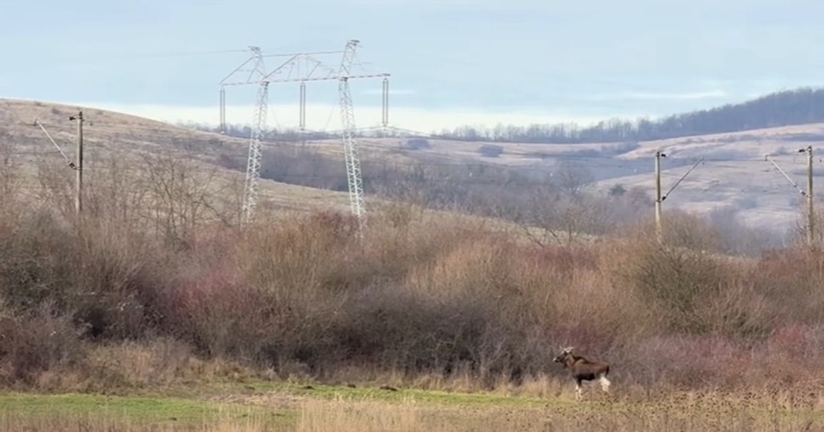Elan surprins în pădurile Hunedoarei