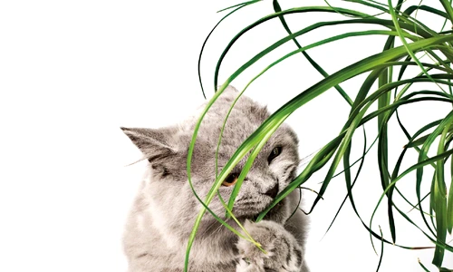 1 47625 original jpg jpeg