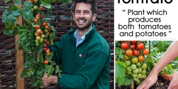 planta