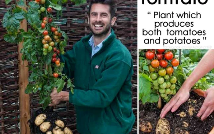 Timp de zece ani a fost căutată o soluţie pentru ca roşiile şi cartofii obţinuţi din aceeaşi plantă să aibă un gust plăcut. FOTO Oddity Central