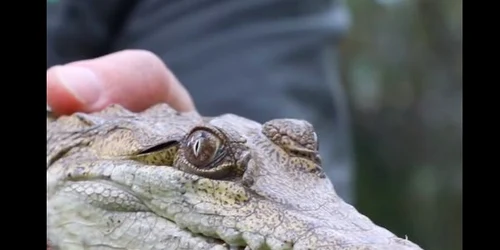 Crocodil Australia FOTO Australian Reptile Park jpg