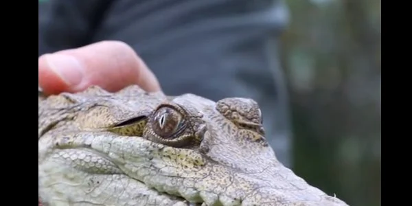Crocodil Australia FOTO Australian Reptile Park jpg