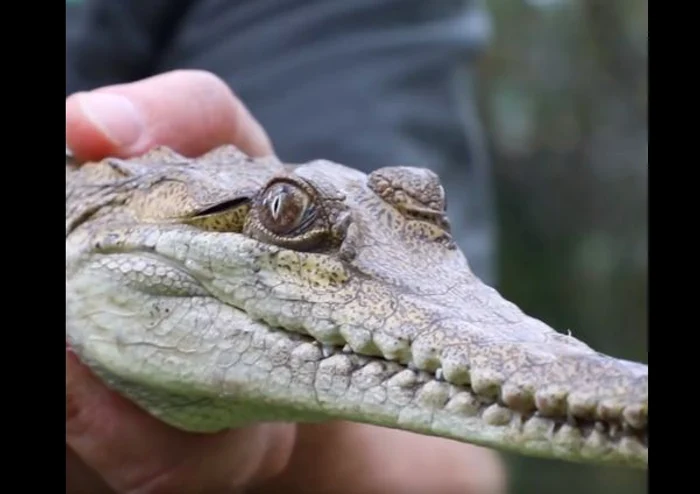 Crocodilul fusese, cel mai probabil, ținut captiv. FOTO captură Facebook Australian Reptile Park