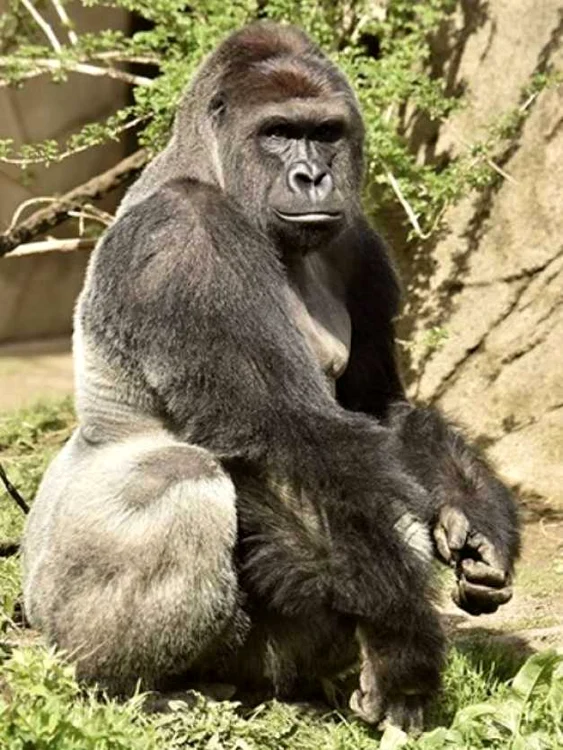 gorila harambe