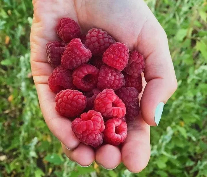 Gălățenii, invitați să-și culeagă singuri zmeura FOTO: Boabe Dulci/Facebook