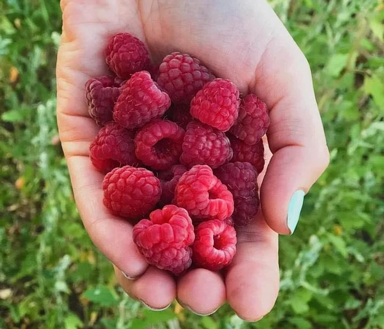 Gălățenii, invitați să-și culeagă singuri zmeura FOTO: Boabe Dulci/Facebook