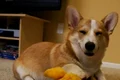 caine corgi jpg