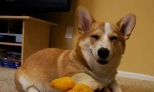 caine corgi jpg