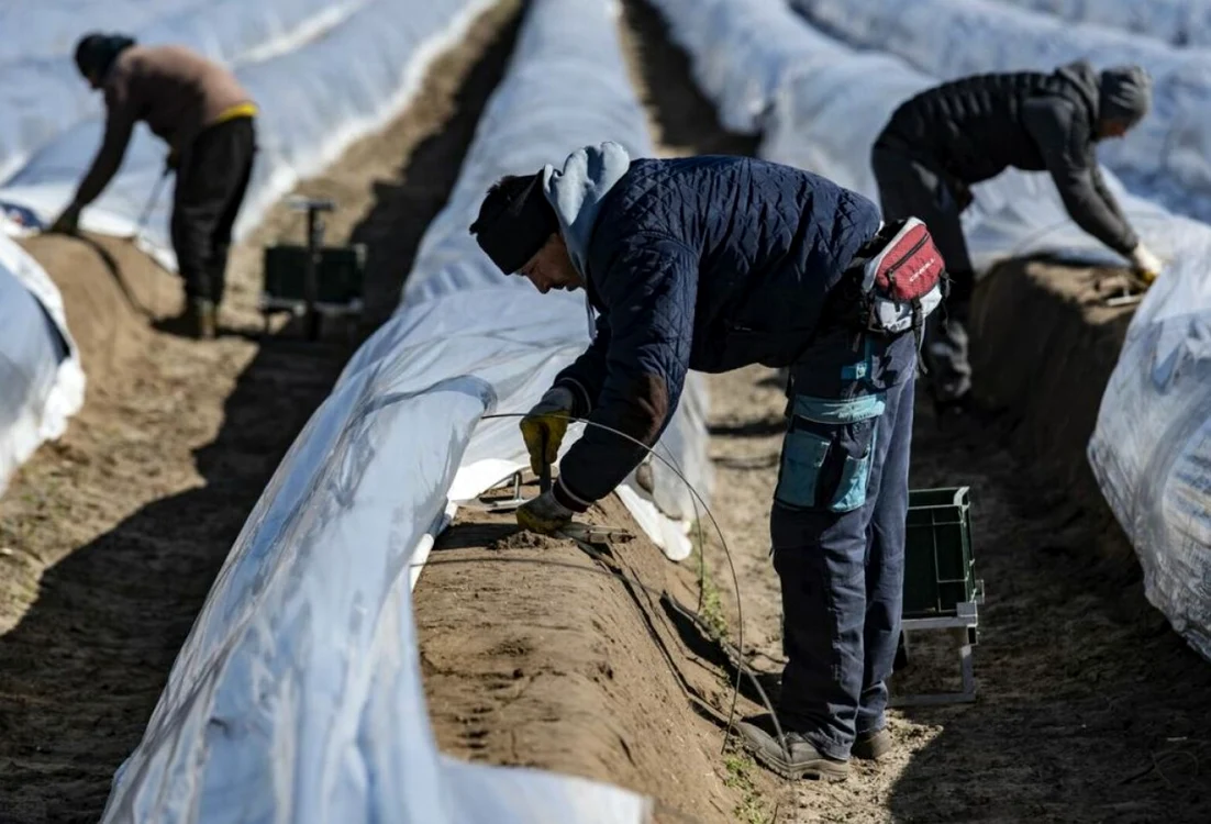 Soarta sparanghelului german depinde de muncitorii sezonieri străini FOTO: Neues Deutschland