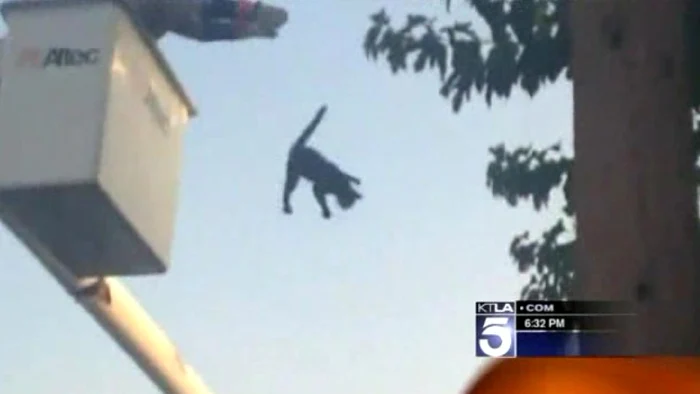 Animalul a căzut 4 metri în gol, dar a scăpat nevătămată