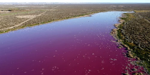 Au colorat laguna Trelew din Argentina in roz pentru a conserva creveţii. FOTO AFP