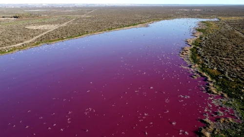 Au colorat laguna Trelew din Argentina in roz pentru a conserva creveţii. FOTO AFP