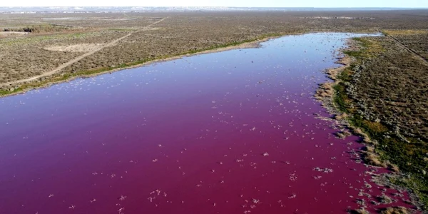 Au colorat laguna Trelew din Argentina in roz pentru a conserva creveţii. FOTO AFP