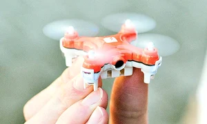 Are dimensiunea de 4 cm şi ajunge la 50 m înălţime jpeg