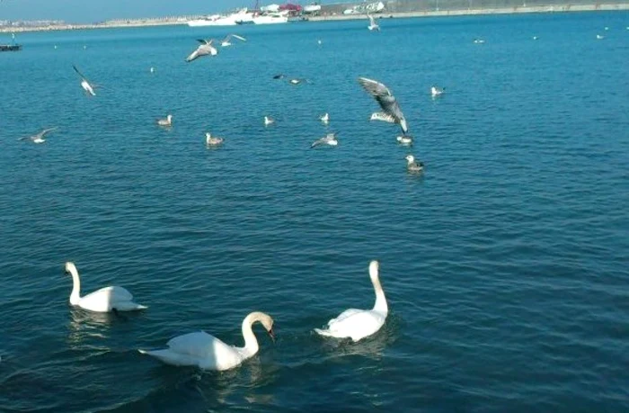 Lebede adăpostite în Portul Tomis FOTO Larisa Calistru