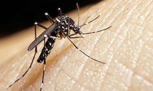 virusul zika jpeg