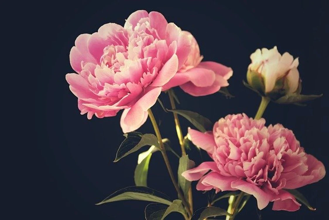 
    Bujorii nu sunt doar flori frumoase, ci și plante de leacFoto: pixabay.com  