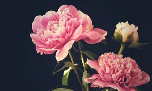 peony 3430018 640 jpeg