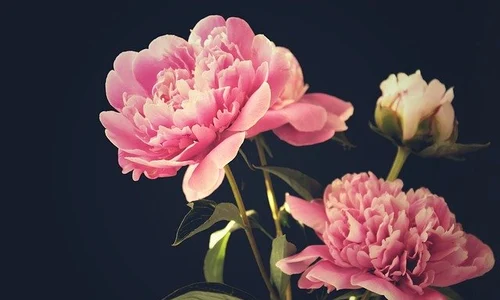peony 3430018 640 jpeg