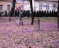flori bm