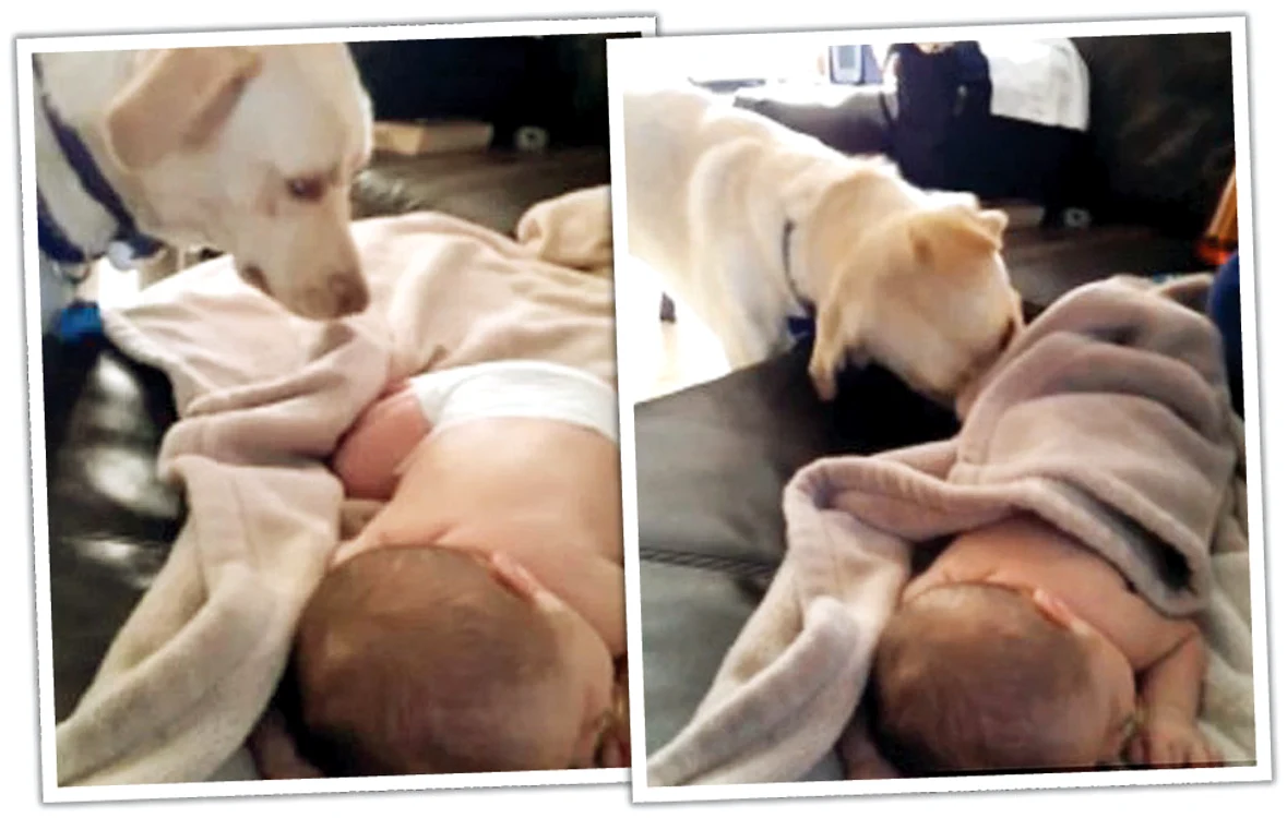 
    Labradorul  Tommy s-a  făcut bonă  
