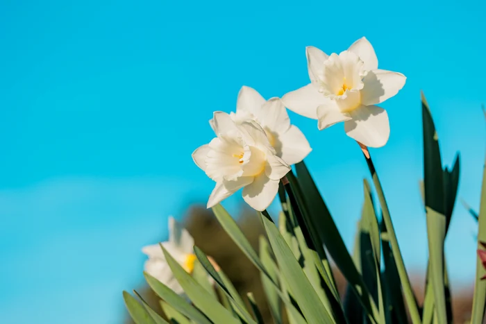 Narcisele parfumează și grădinile sau parcurile. FOTO: Shutterstock