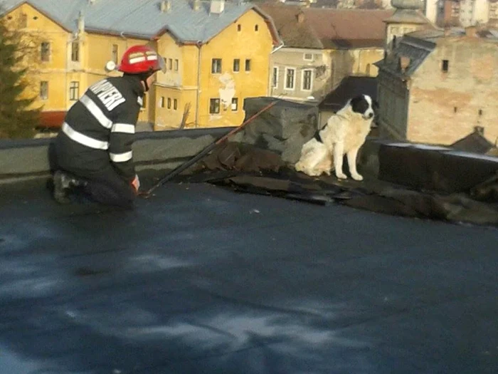 Câinele a fost preluat de pompieri de pe marginea acoperişului. FOTO: ISU Hunedoara.