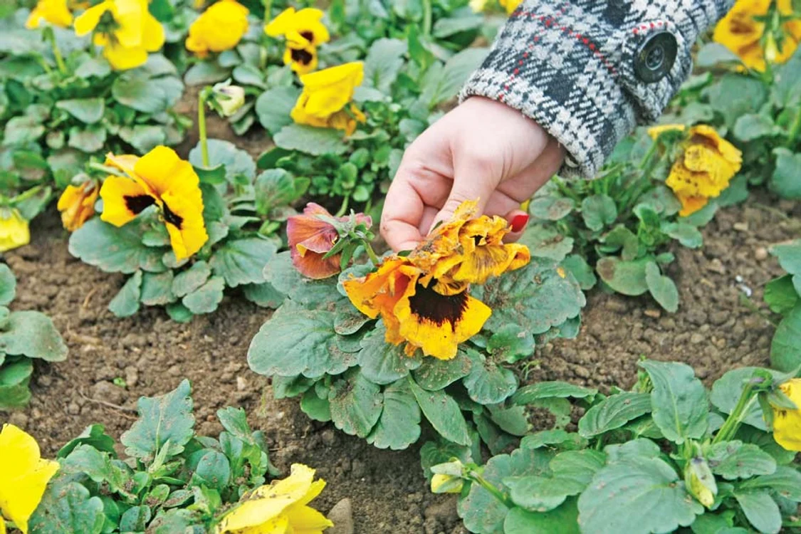 Sunt folosiţi şi ca îngrăşământ bio pentru plante