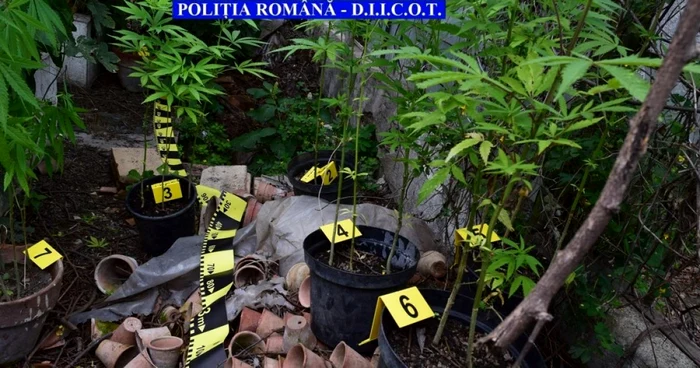 Cultură d ecannabis la o firmă din Cluj  FOTO IPJ Cluj