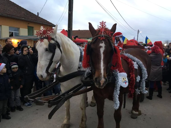 Şi caii au fost pregăţişi de sărbătoare FOTO Adevărul