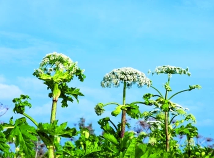 Brânca-ursului ajută în caz de frigiditate, impotenţă şi sterilitate, precum ginsengul.www.clicksanatate.ro