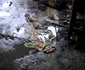 incendiu bistrita copii 2