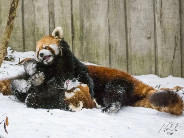 Urşii panda roşii par să se simtă foarte bine la grădina zoologică. (Foto: ChengLun Na PhD/Wenn)