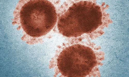 1 coronavirus1 jpg jpeg