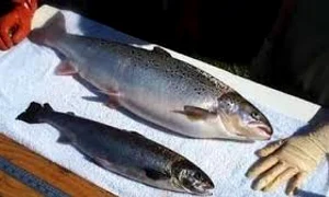 obiectiv info images jpeg