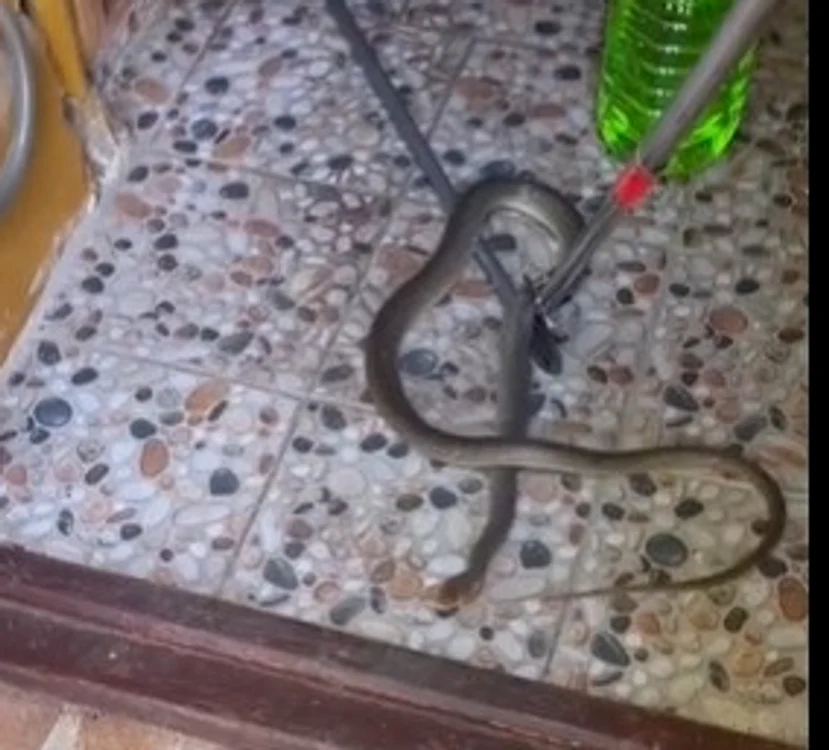 Șarpele a fost găsit într-un apartament FOTO: Jandarmeria Constanța