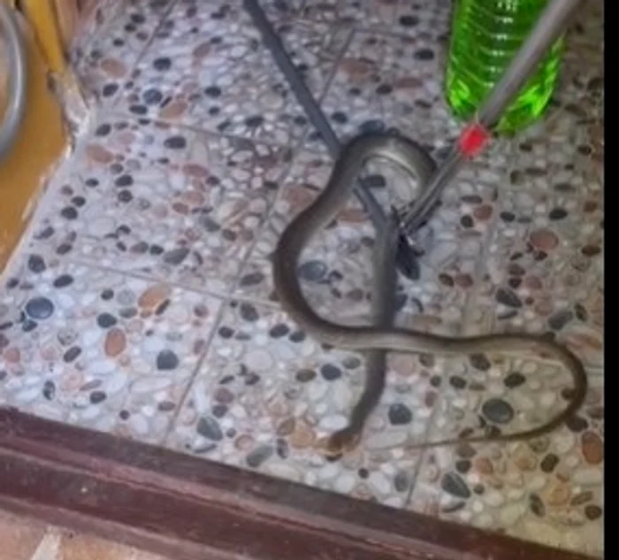 Șarpele a fost găsit într-un apartament FOTO: Jandarmeria Constanța