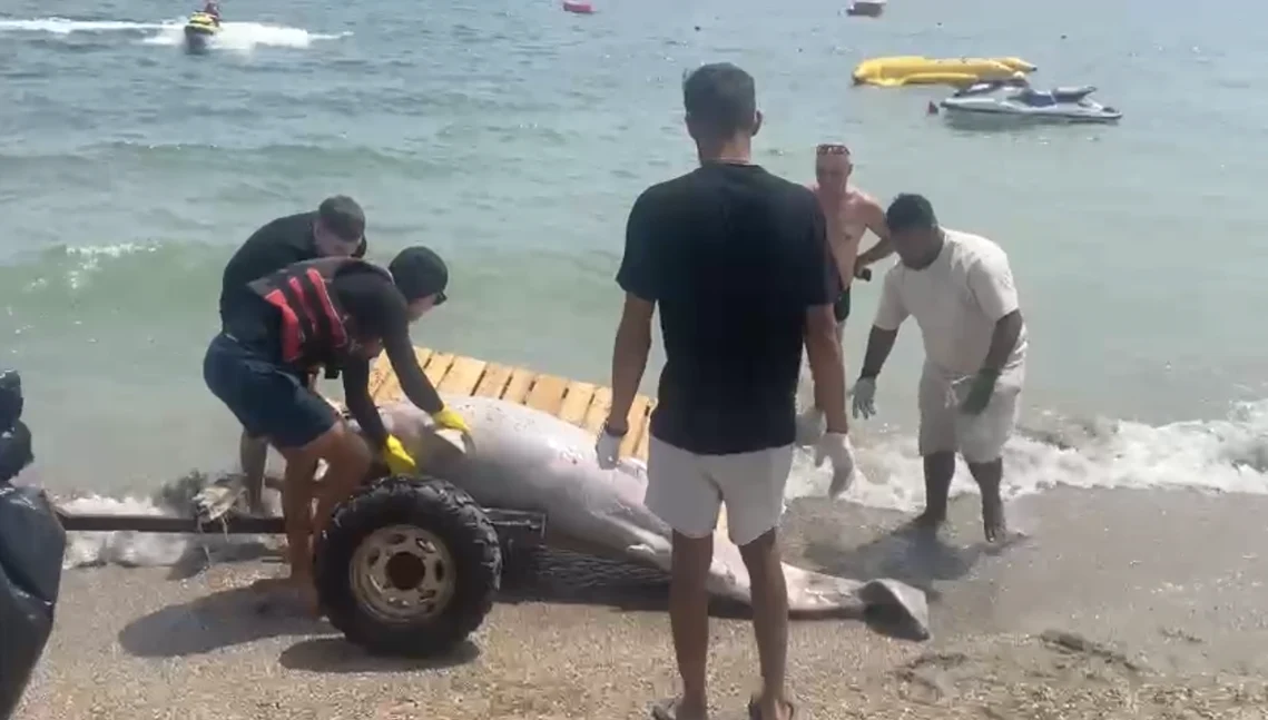 Delfin eșuat pe plaja Năvodari Sursa Antonia Ispas 