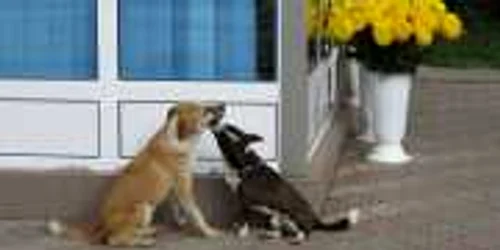 Cinci mii de câini vor fi sterilizaţi